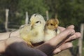 Hands Holding a Baby Chick Royalty Free Stock Photo