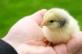 Hands Holding a Baby Chick on green meadow Royalty Free Stock Photo