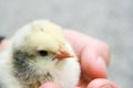 Hands Holding a Baby Yellow Chick Royalty Free Stock Photo