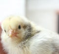 Hands Holding a Baby Yellow Chick Royalty Free Stock Photo