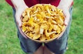 Hands holding a basket with chanterelle mushrooms Royalty Free Stock Photo