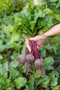 Hands holding Beetroot bunch Royalty Free Stock Photo