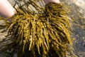 Hands holding a Bladderwrack seaweed on beach Royalty Free Stock Photo