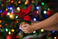 Hands holding a blooming red poinsettia Christmas star flower on the background of the glowing lights