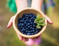 Hands holding blueberries Royalty Free Stock Photo