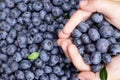 hands holding blueberries, healthy food concept Royalty Free Stock Photo