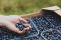 Hands holding blueberry over box full of containers with delivered blueberry