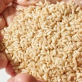 Hands holding brown rice grains close-up with natural light on white background Royalty Free Stock Photo