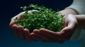 Hands holding a bunch of fresh green thyme herbs against a dark blue background Royalty Free Stock Photo