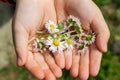 Hands holding camomille flowers Royalty Free Stock Photo