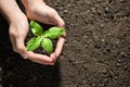 Hands holding and caring a green young plant Royalty Free Stock Photo