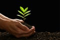 Hands holding and caring a green young plant Royalty Free Stock Photo