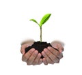 Hands holding and caring a green young plant isolated on white background Royalty Free Stock Photo