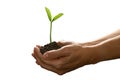 Hands holding and caring a green young plant isolated on white background Royalty Free Stock Photo