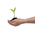 Hands holding and caring a green young plant isolated on white background Royalty Free Stock Photo