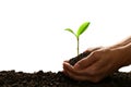 Hands holding and caring a green young plant isolated on white background Royalty Free Stock Photo