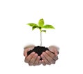 Hands holding and caring a green young plant isolated on white background Royalty Free Stock Photo