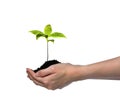 Hands holding and caring a green young plant isolated on white background Royalty Free Stock Photo