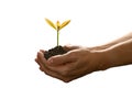 Hands holding and caring a green young plant Royalty Free Stock Photo