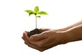 Hands holding and caring a green young plant isolated on white background Royalty Free Stock Photo