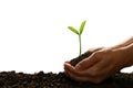 Hands holding and caring a green young plant isolated on white background Royalty Free Stock Photo