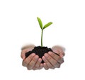 Hands holding and caring a green young plant isolated on white background Royalty Free Stock Photo