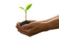 Hands holding and caring a green young plant isolated on white background Royalty Free Stock Photo