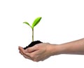 Hands holding and caring a green young plant isolated on white background Royalty Free Stock Photo