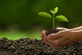 Hands holding and caring for a green young plant Royalty Free Stock Photo