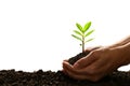 Hands holding and caring a green young plant on the nature Royalty Free Stock Photo