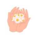 Hands holding chamomile flowers with white petals and yellow pollen, give floral gift