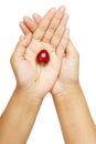Hands holding cherry heart shape isolated clipping path. Royalty Free Stock Photo