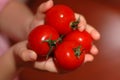 Hands Holding Cherry Tomatoes Royalty Free Stock Photo