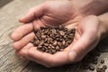 Hands Holding Coffee Beans Resting on Barn Wood Table Royalty Free Stock Photo