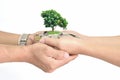 Hands holding coin stack and small tree on white background Royalty Free Stock Photo