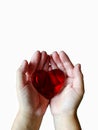 Hands are holding crystal red heart isolated on white background