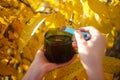 hands holding a cup of reishi mushrooms tea, outdoor with yellow leaves around, autumn tea mood