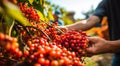 hands holding currants, close-up of hand picking currants, currants in the garden, harvest for currants Royalty Free Stock Photo