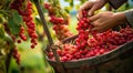 hands holding currants, close-up of hand picking currants, currants in the garden, harvest for currants Royalty Free Stock Photo