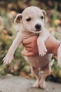 Hands holding cute little staff terrier puppy in autumn park. Person caressing scared homeless beige puppy in city street.