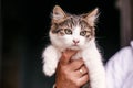 Hands holding cute tabby kitten with sweet looking eyes . Adorable homeless kitty with funny emotions at shelter. Copy space.