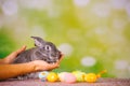 Hands holding a cute ultimate gray bunny next to multicolor Easter eggs. Green decorative background and empty side ad