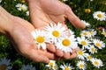 Hands holding a daisy Royalty Free Stock Photo