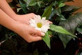 Hands holding daisy Royalty Free Stock Photo