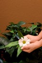 Hands holding daisy Royalty Free Stock Photo