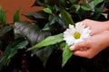 Hands holding daisy Royalty Free Stock Photo