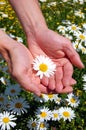 Hands holding a daisy Royalty Free Stock Photo