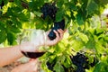 hands holding dark grapes and a glass of red wine Royalty Free Stock Photo