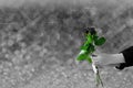 Hands holding dark rose flower on gray lights blurry and bokeh