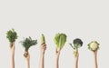 Hands holding different green vegetables on isolated background